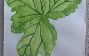 ペパーミントゼラニウム - GENTIL