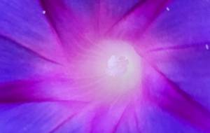 あさがお。 - naomi 