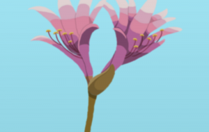 リコリス - zibun 