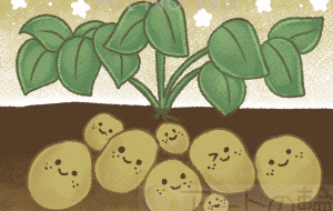 ポカポカの土 - はなもも 