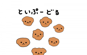 トイプードル - おだんご 