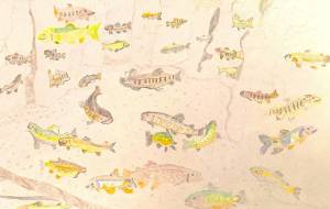 日本の淡水魚 - ユリアルメリア