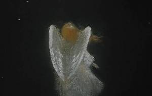 例えば音のない、深遠ひとりの障がい者女性天使、 - 真鍋哲地 