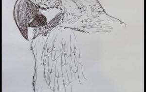 STILLALIVE - ことり