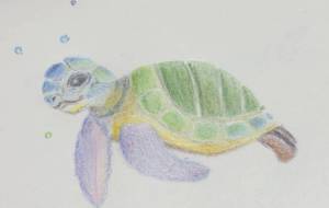 ウミガメ（完成） - akur 