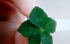 クローバー - M·AYAKA 