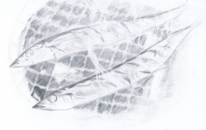 焼きサンマ - 雪柳