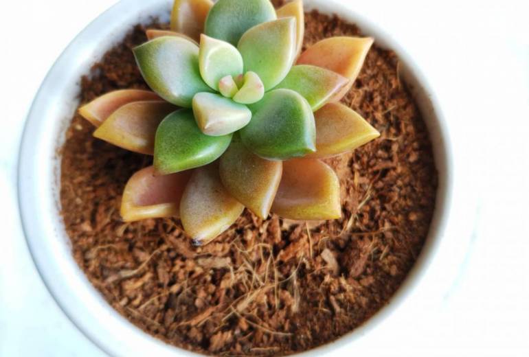 アイザワ タダシ