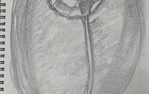 シベリアポピー - 佐藤彩華