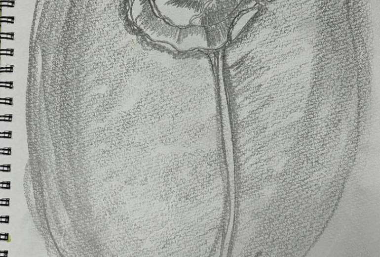 シベリアポピー