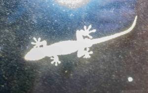 Gecko - Yukihiro Sato