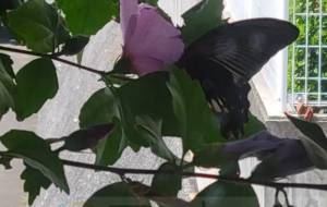 黒アゲハ - 朝日奈 楓 