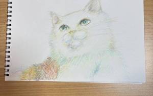 ねこねこ - 香織 