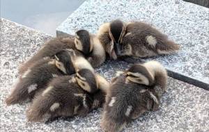 子鴨サークル - 朝日奈 楓