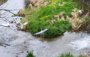 白鷺舞う - 朝日奈 楓 