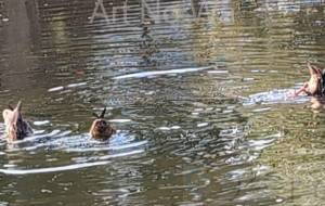 鴨のシンクロナイズド - 朝日奈 楓 