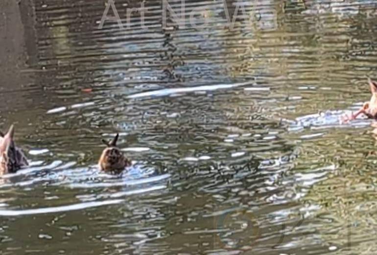 鴨のシンクロナイズド