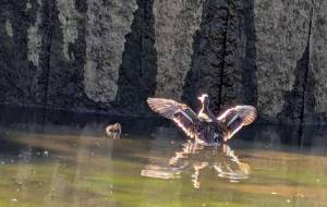 はばたく親鴨さんの教育 - 朝日奈 楓
