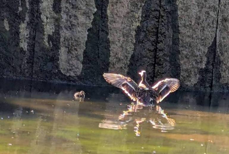 はばたく親鴨さんの教育