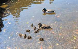 親子でスイスイ - 朝日奈 楓 