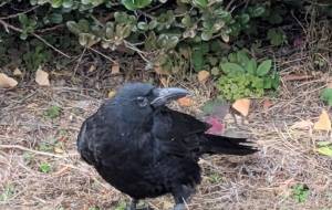 なぁに? - 朝日奈 楓