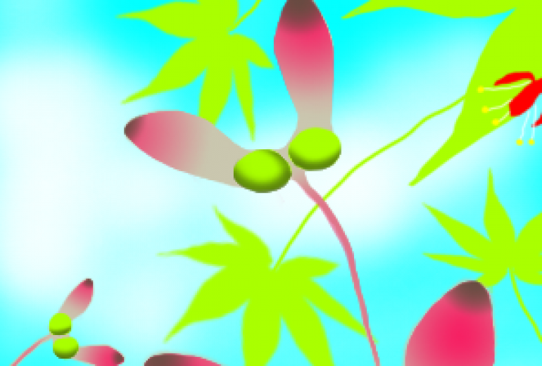 クラブ　春の楓は…