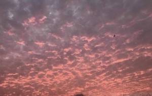 心穏やか - ハク.