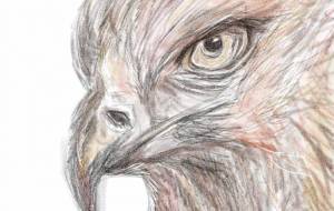 鷹　 - タカツキミドリ 