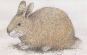 野うさぎ - 白崎　裕人 