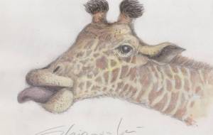 キリン - 白崎　裕人 