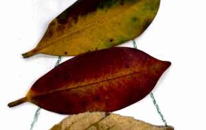 オータムツリー - 依見子