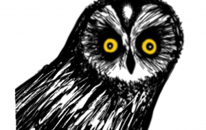 Yellow Eyed Owl - Yuri