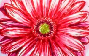 ガーベラ - さとみ 