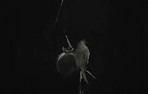 柿と鳥、静かな空間 - 真鍋哲地 