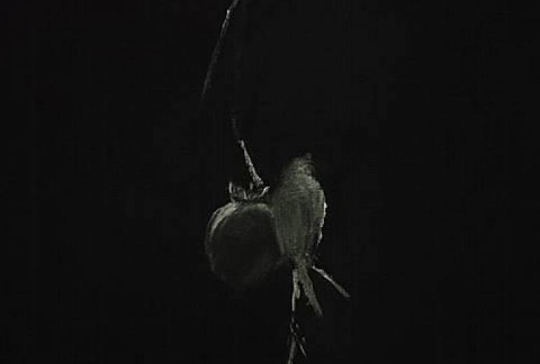 柿と鳥、静かな空間