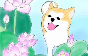 きれいだねっ!(秋田犬・赤毛) - 華凪