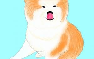 ぺろり。(秋田犬長毛種・赤毛) - 華凪