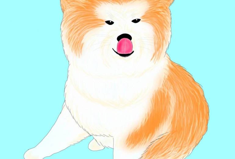 ぺろり。（秋田犬長毛種・赤毛）