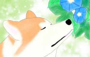 花と秋田犬「あさがお」（秋田犬・赤毛） - 華凪 