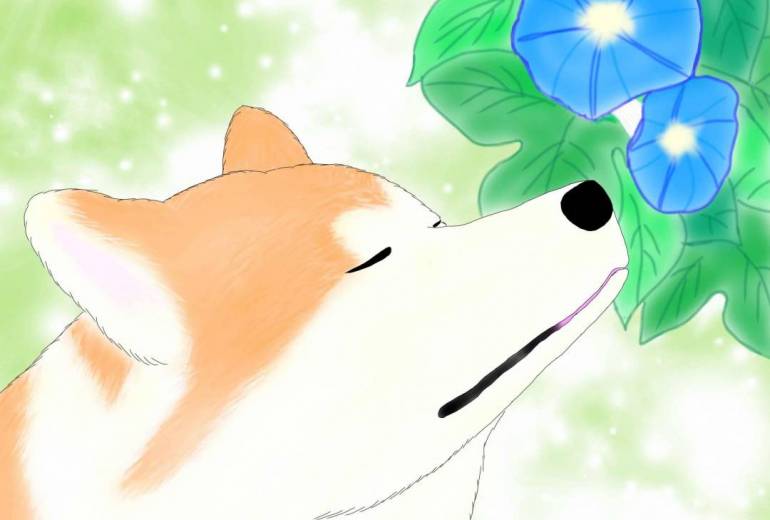 花と秋田犬「あさがお」（秋田犬・赤毛）