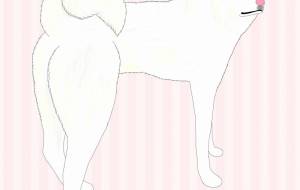 左右確認(秋田犬・白毛) - 華凪