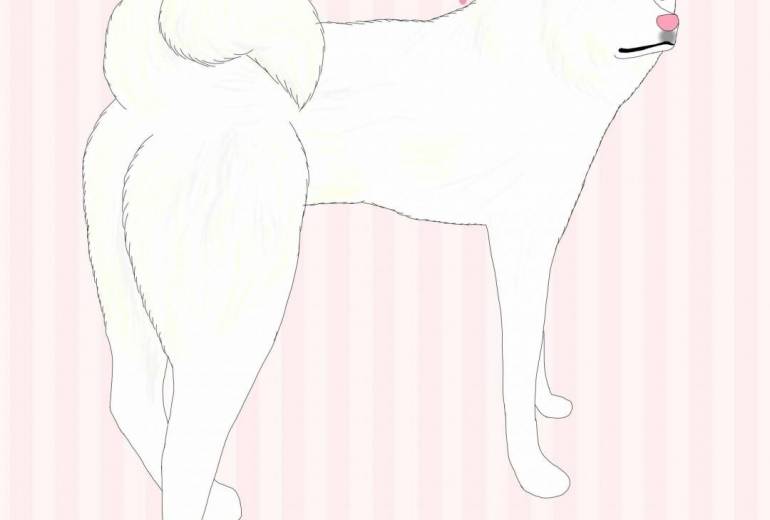 左右確認（秋田犬・白毛）