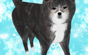 じっ…（秋田犬・虎毛） - 華凪 