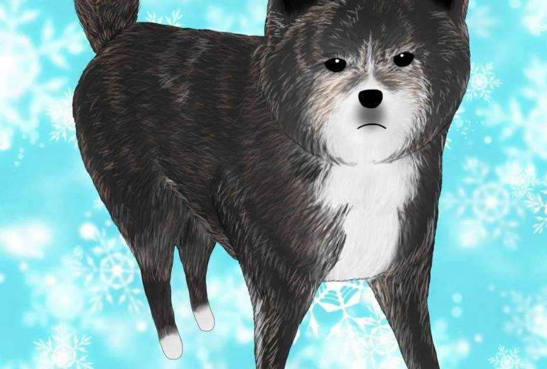 じっ…（秋田犬・虎毛）