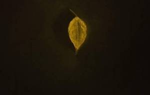 枯れ葉（例えば命、僕や家族の） - 真鍋哲地 