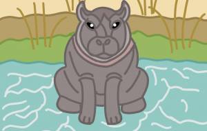 アフリカのカバ - アクター