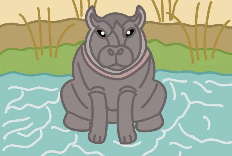 アフリカのカバ