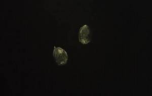 たった２つのドングリ、（認知症の母さん笑顔を抱き締めた、笑顔の何も知らない母さん、僕は笑顔で涙がこぼれた） - 真鍋哲地 