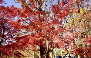 2025宮リバー紅葉 - こもりん 