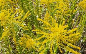 「きいろ。」 - naomi 